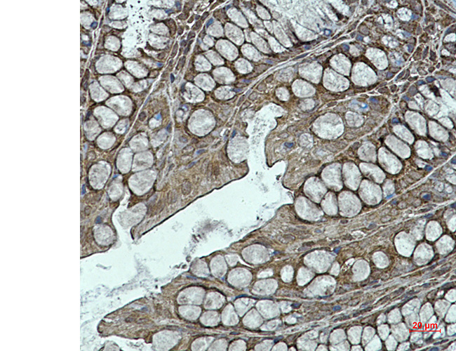 Rabbit anti-NDUFB11 Monoclonal Antibody(7D9)